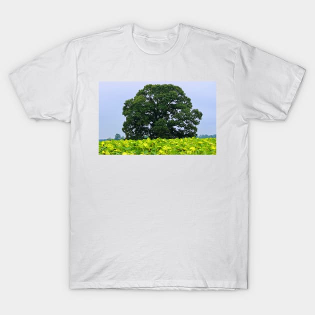 Tree In A Field Of Sunflowers T-Shirt by Cynthia48